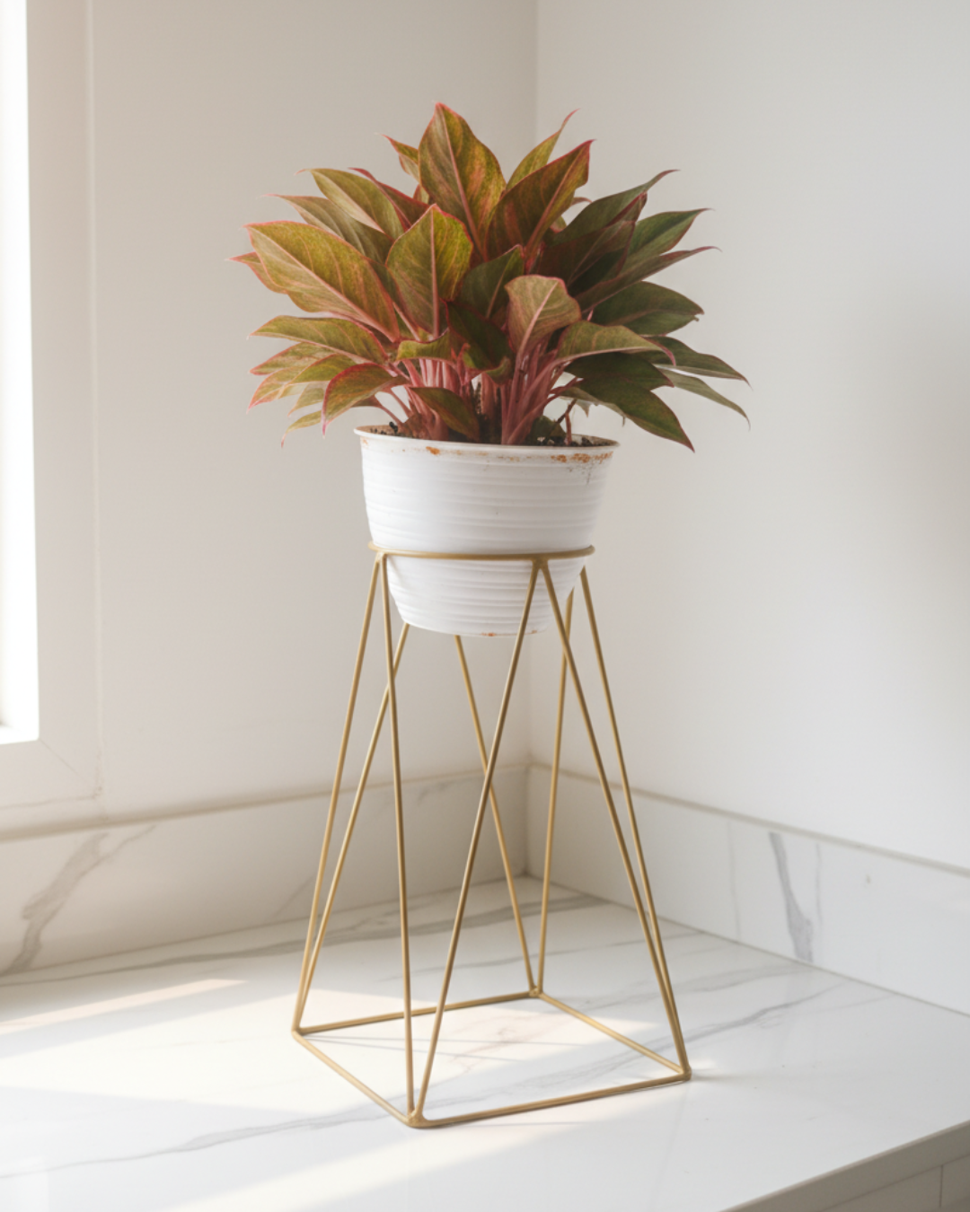 Rak Pot Standing